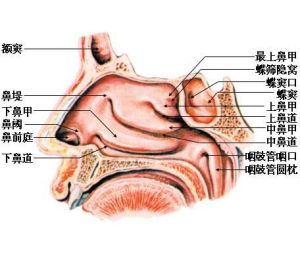 郑州耳鼻咽喉什么是鼻息肉?