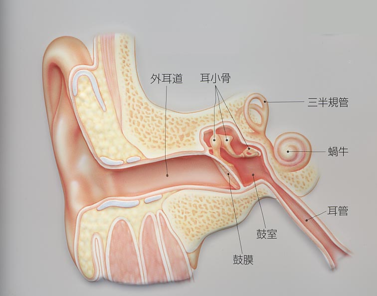 耳膜穿孔了怎么办?