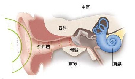 为什么会出现“耳朵嗡嗡响”的现象？